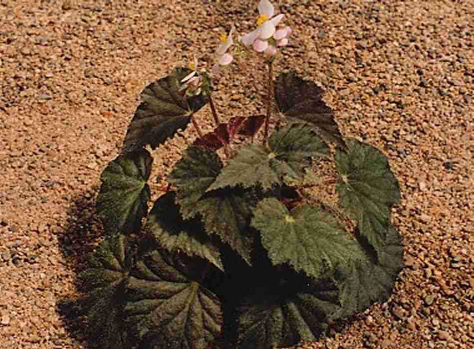 B. ‘Lacuna’